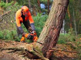 Best Lawn Pest Prevention  in Sawgrass, FL