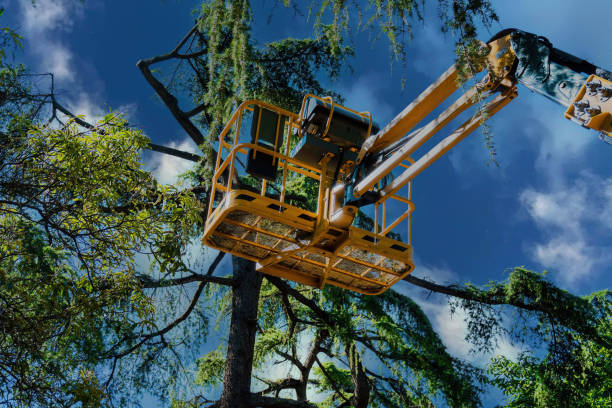 Best Stump Grinding and Removal  in Sawgrass, FL