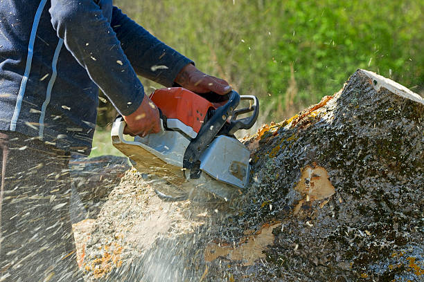 Best Storm Damage Tree Cleanup  in Sawgrass, FL