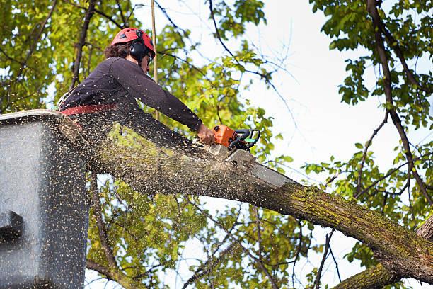 Professional Tree Removal in Sawgrass, FL