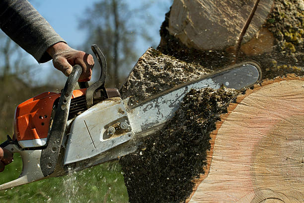 Best Tree Risk Assessment  in Sawgrass, FL