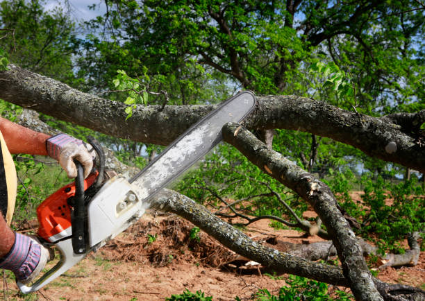 Best Tree Mulching  in Sawgrass, FL
